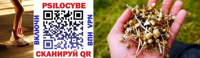 Купить где  Приволжск  Псилоцибиновые грибы Cubensis 